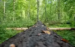 zdjęcie lasu Karola Nowińskiego