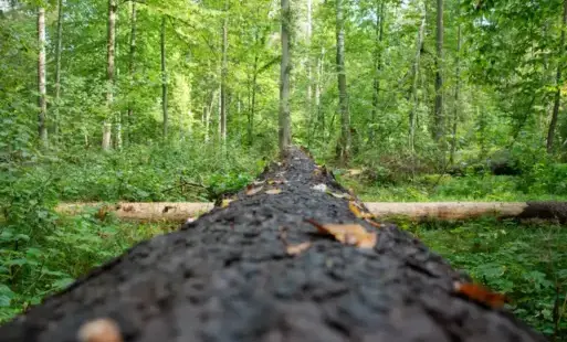 zdjęcie lasu Karola Nowińskiego